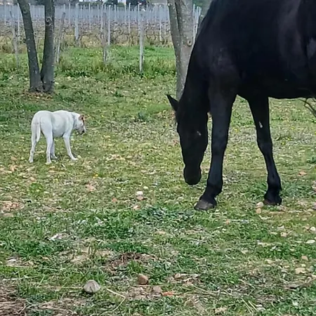 بيت للعطل Le Domaine D Ambre La Maison Des Ecuries *